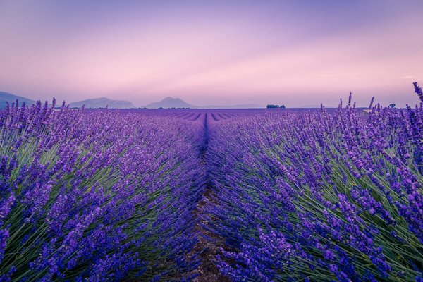 Où découvrir les meilleures fermes de lavande en Provence, France?